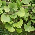 GinkgoBiloba01.jpg