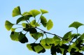 GinkgoBiloba05.jpg