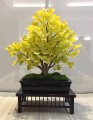 GinkgoBiloba06.jpg