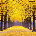 GinkgoBiloba07.jpg