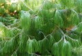PinusPatula03.jpg