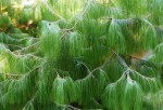 Pinus Patula