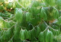 Pinus Patula