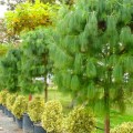 PinusPatula01.jpg