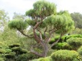 PinusPatula02.jpg