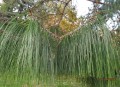 PinusPatula04.jpg
