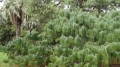 PinusPatula05.jpg
