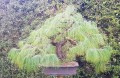 PinusPatula06.jpg