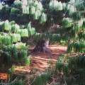 PinusPatula07.jpg