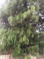 PinusPatula08.jpg