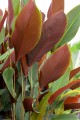 PleiostachyaPruinosa01.jpg