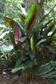 PleiostachyaPruinosa02.jpg