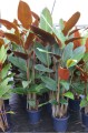 PleiostachyaPruinosa03.jpg
