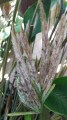 PleiostachyaPruinosa04.jpg