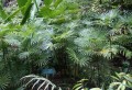 RhapisMultifida02.jpg