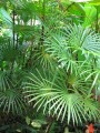 RhapisMultifida03.jpg