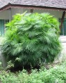 RhapisMultifida04.jpg