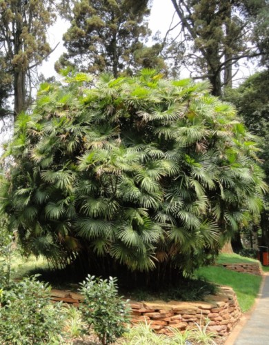 RhapisMultifida05.jpg