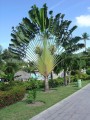 RavenalaMadagascariensis05.jpg