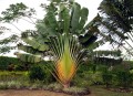 RavenalaMadagascariensis03.jpg