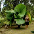 ruffled-fan-palm-seeds-licuala-grandis.jpg