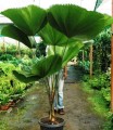 LicualaGrandis04.jpg