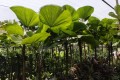 LicualaGrandis05.jpg