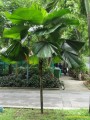 LicualaGrandis06.jpg
