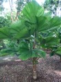 LicualaGrandis08.jpg