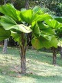 LicualaGrandis09.jpg