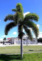 Wodyetia Bifurcata