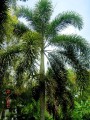 WodyetiaBifurcata06.jpg