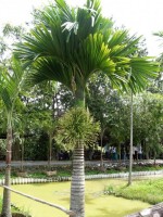 Areca Catechu 