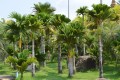 ArecaCatechu01.jpg