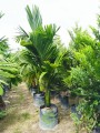 ArecaCatechu07.jpg