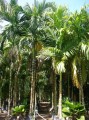 ArecaCatechu09.jpg