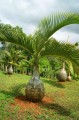 HyophorbeLagenicualis03.jpg