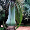 HyophorbeLagenicualis01.jpg
