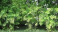 ChamaedoreaSeifritzii01.jpg
