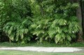 ChamaedoreaSeifritzii05.jpg