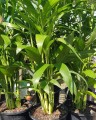 ChamaedoreaSeifritzii06.jpg