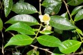 CamelliaSinensis01.jpg