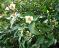 CamelliaSinensis02.jpg