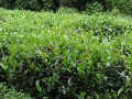 CamelliaSinensis04.jpg