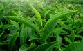 CamelliaSinensis05.jpg