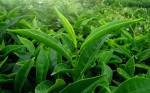 Camellia Sinensis 