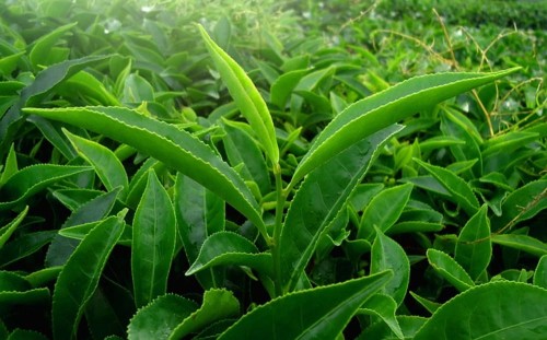 CamelliaSinensis05.jpg