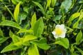 CamelliaSinensis03.jpg