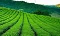 CamelliaSinensis06.jpg
