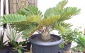 ZamiaFurfuracea06.jpg